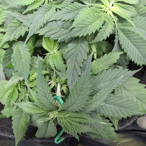 Shogun  #3 growlog timeline photo