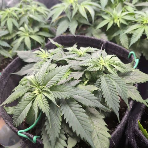 Shogun  #3 growlog timeline photo