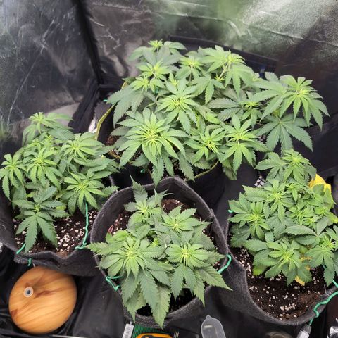 Shogun  #3 growlog timeline photo