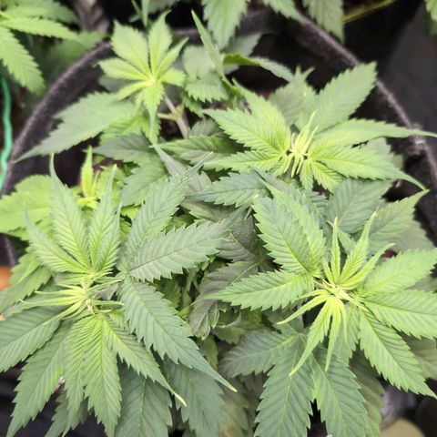 Shogun  #3 growlog timeline photo