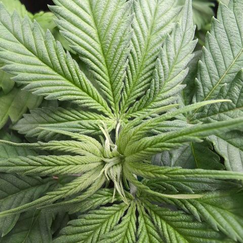 Shogun  #3 growlog timeline photo