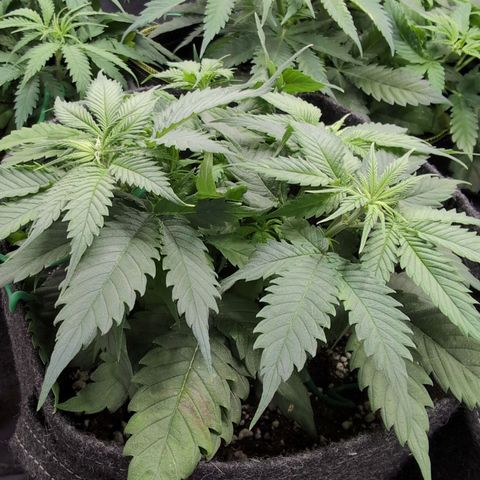 Shogun  #3 growlog timeline photo