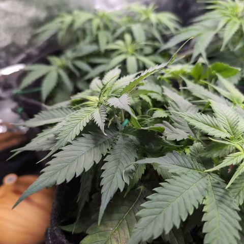 Shogun  #3 growlog timeline photo