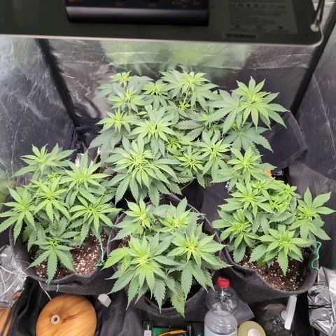 Shogun  #3 growlog photo: Start flowering stage 