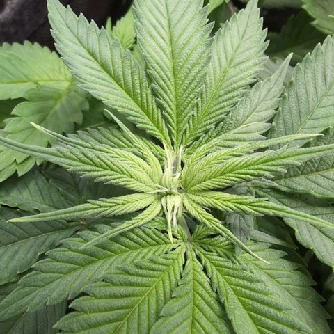 Shogun  #3 growlog timeline photo