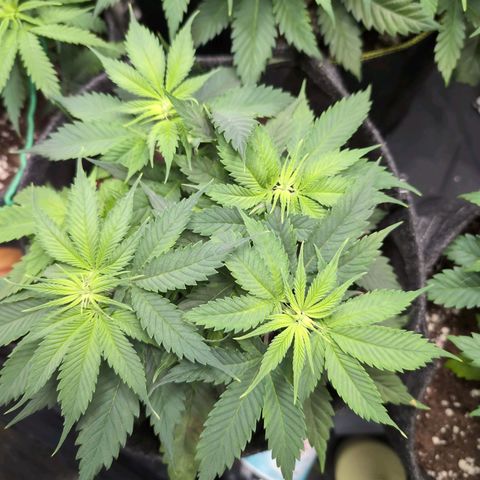 Shogun  #3 growlog timeline photo