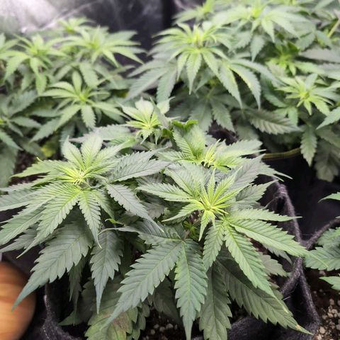 Shogun  #3 growlog timeline photo