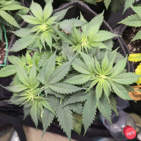 Shogun  #3 growlog photo: Calcium Mangel 