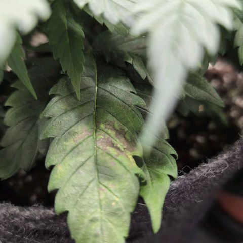Shogun  #3 growlog photo: Calcium Mangel 