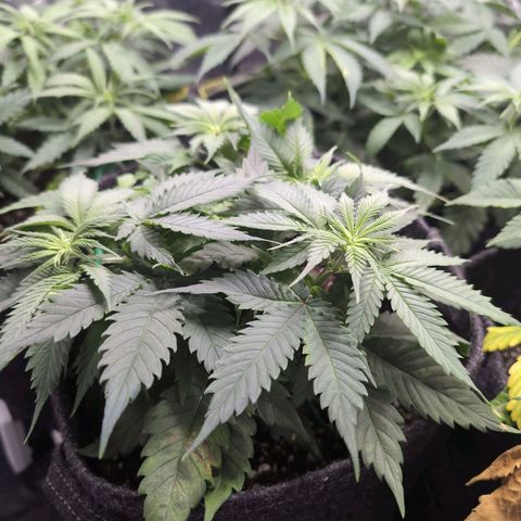 Shogun  #3 growlog photo: Calcium Mangel 