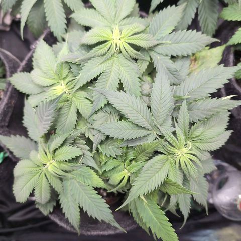Shogun  #3 growlog timeline photo