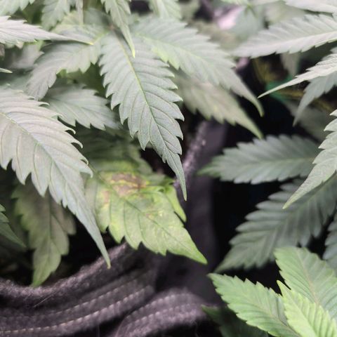 Shogun  #3 growlog timeline photo