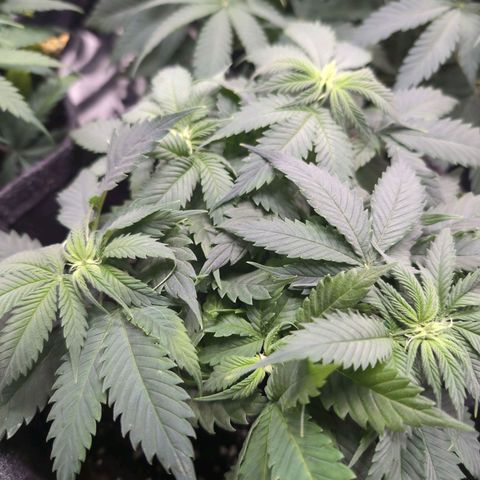Shogun  #3 growlog timeline photo