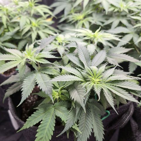 Shogun  #3 growlog timeline photo