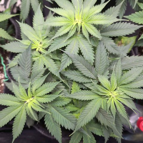 Shogun  #3 growlog timeline photo