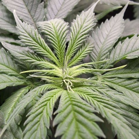 Shogun  #3 growlog timeline photo