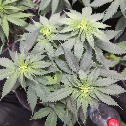 Shogun  #3 growlog timeline photo