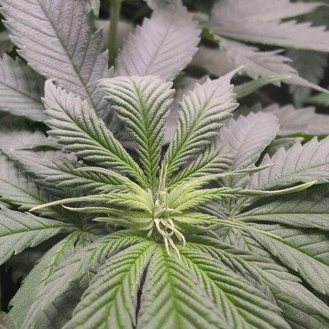 Shogun  #3 growlog timeline photo