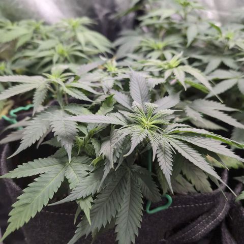 Shogun  #3 growlog timeline photo