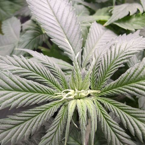 Shogun  #3 growlog timeline photo