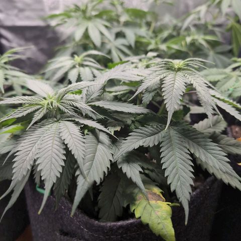 Shogun  #3 growlog timeline photo