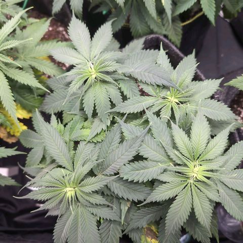 Shogun  #3 growlog timeline photo
