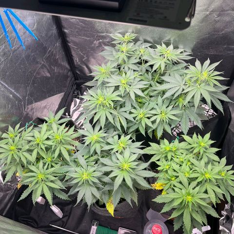 Shogun  #3 growlog timeline photo