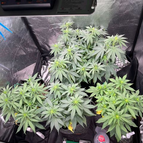 Shogun  #3 growlog timeline photo