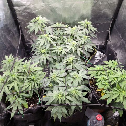 Shogun  #3 growlog photo: Scrog Netz hinzugefügt 