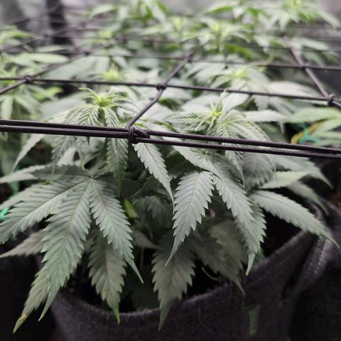 Shogun  #3 growlog timeline photo