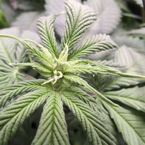 Shogun  #3 growlog timeline photo