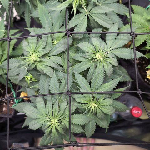 Shogun  #3 growlog timeline photo