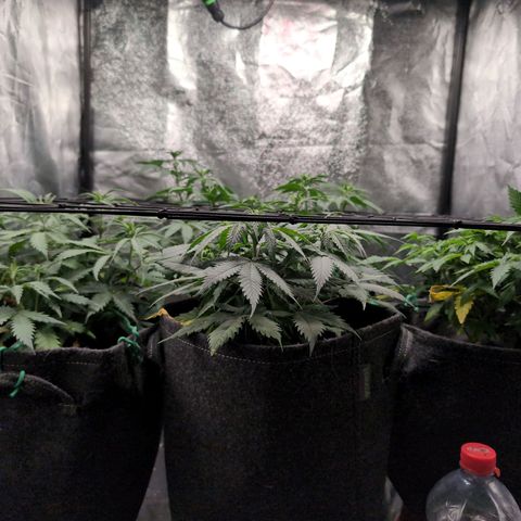 Shogun  #3 growlog timeline photo
