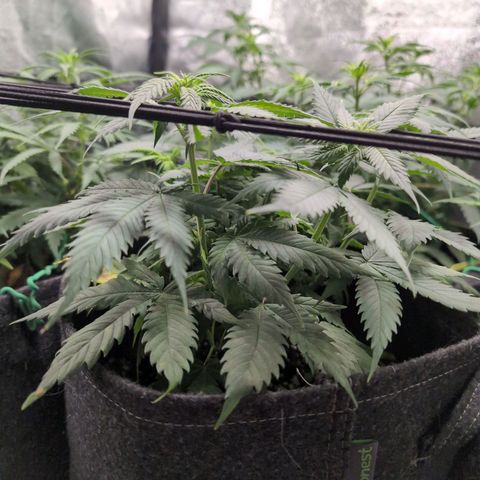 Shogun  #3 growlog timeline photo