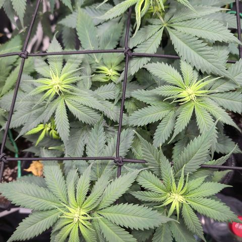 Shogun  #3 growlog timeline photo
