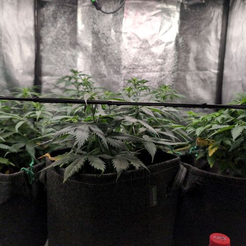 Shogun  #3 growlog timeline photo