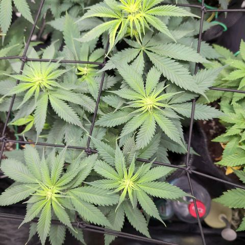 Shogun  #3 growlog timeline photo