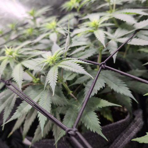 Shogun  #3 growlog timeline photo