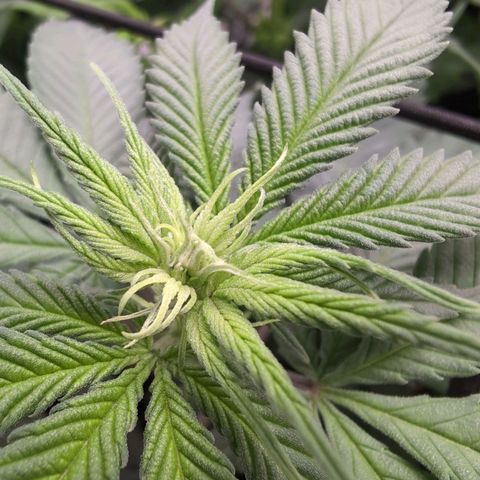 Shogun  #3 growlog timeline photo