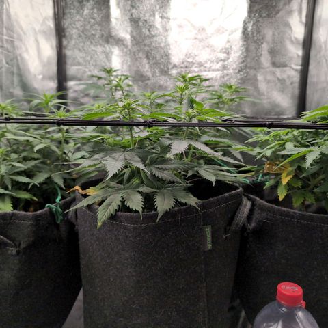Shogun  #3 growlog timeline photo