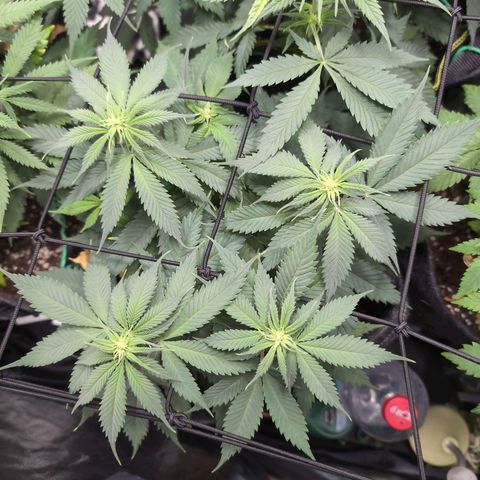 Shogun  #3 growlog timeline photo