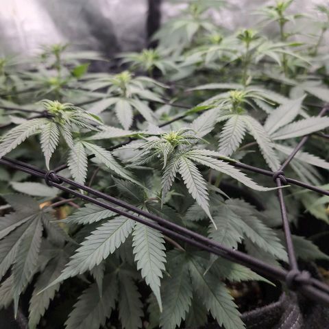 Shogun  #3 growlog timeline photo