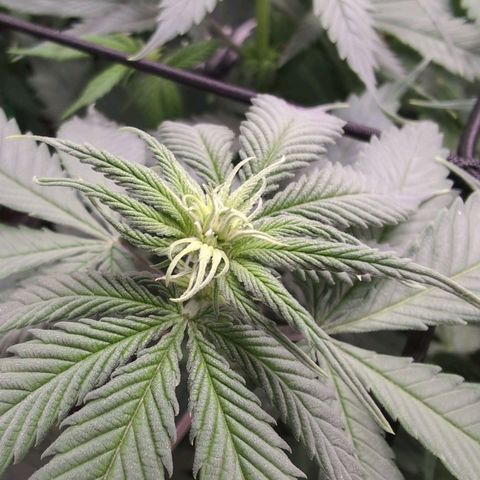 Shogun  #3 growlog timeline photo