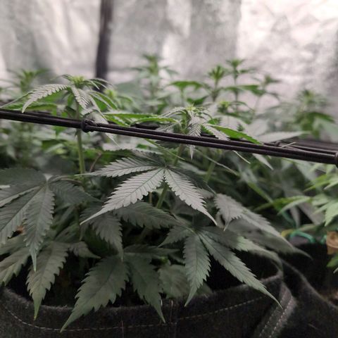 Shogun  #3 growlog timeline photo