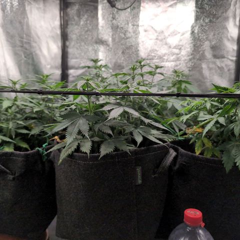 Shogun  #3 growlog timeline photo