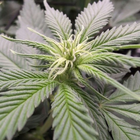 Shogun  #3 growlog timeline photo