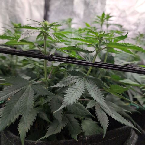 Shogun  #3 growlog timeline photo