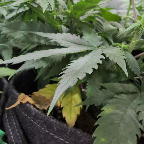 Shogun  #3 growlog timeline photo