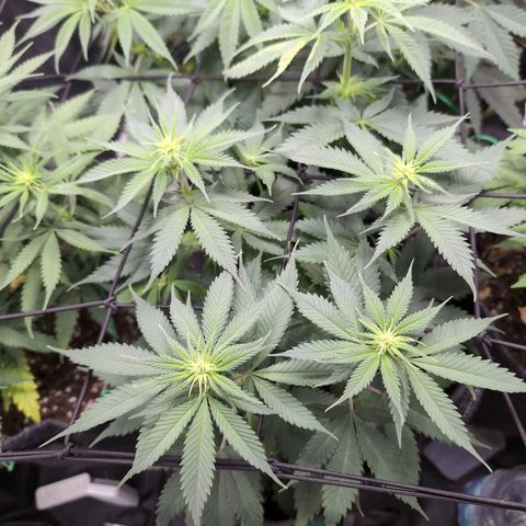 Shogun  #3 growlog timeline photo