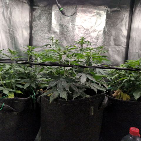 Shogun  #3 growlog timeline photo